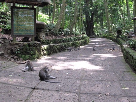 嵺ʥɭֹ԰@ Sacred Monkey Forest Sanctuary